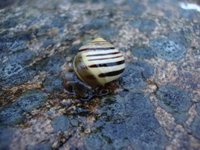 Hagesnegl (Cepaea hortensis)