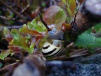 Hagesnegl (Cepaea hortensis)