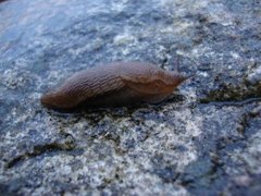 Dusky Arion (Arion fuscus)