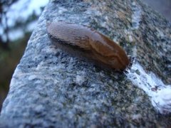 Dusky Arion (Arion fuscus)