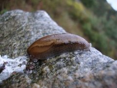 Dusky Arion (Arion fuscus)