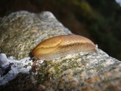 Dusky Arion (Arion fuscus)