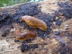 Dusky Arion (Arion fuscus)