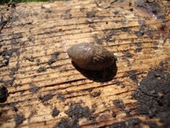 Gray field slug (Deroceras reticulatum)