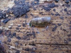 Gray field slug (Deroceras reticulatum)