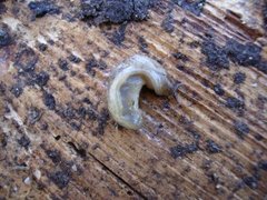 Gray field slug (Deroceras reticulatum)