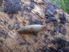 Gray field slug (Deroceras reticulatum)