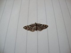 Double-striped Pug (Gymnoscelis rufifasciata)