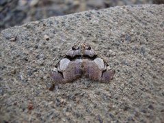 The Streamer (Anticlea derivata)