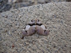 Fiolett rosemåler (Anticlea derivata)