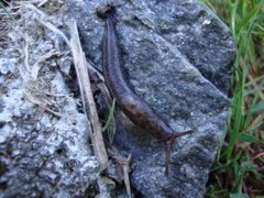 Giant Garden Slug (Limax maximus)