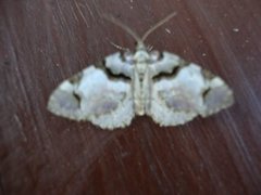 Fiolett rosemåler (Anticlea derivata)