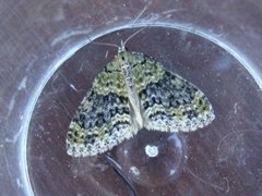 Yellow-barred Brindle (Acasis viretata)