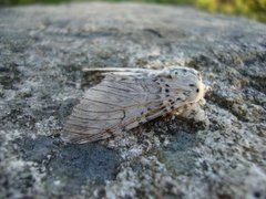 Puss Moth (Cerura vinula)