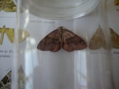 Barred Umber (Plagodis pulveraria)
