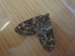 Spruce Carpet (Thera variata)