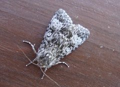 Ospekveldfly (Acronicta megacephala)