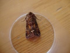 Broom Moth (Ceramica pisi)