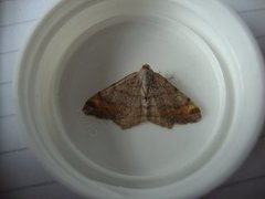 Tawny-barred Angle (Macaria liturata)