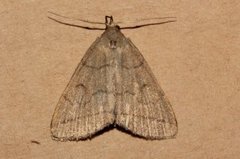 The Fan-foot (Herminia tarsipennalis)