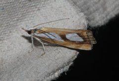 Toflekket nebbmott (Catoptria pinella)