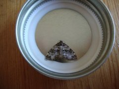 Barred Carpet (Martania taeniata)