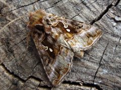 Fiolettbrunt metallfly (Autographa pulchrina)