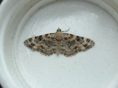 Revebjelledvergmåler (Eupithecia pulchellata)