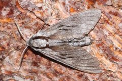 Pine Hawk-moth (Sphinx pinastri)