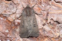 Double Dart (Graphiphora augur)