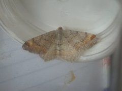 Tawny-barred Angle (Macaria liturata)