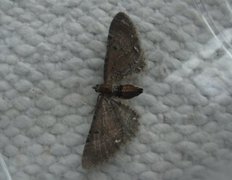 Brun dvergmåler (Eupithecia absinthiata)