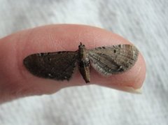 Brun dvergmåler (Eupithecia absinthiata)