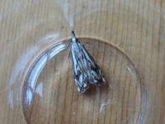 Chequered Grass-veneer (Catoptria falsella)
