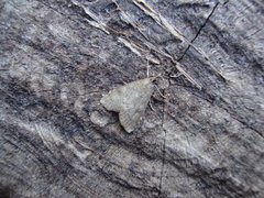 Dusky Pearl (Udea prunalis)