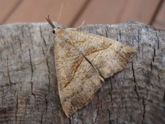 Neslenebbfly (Hypena proboscidalis)