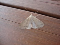 Gråbrunt viftefly (Herminia tarsipennalis)