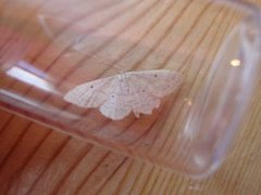 Randengmåler (Idaea biselata)