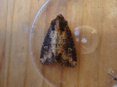 Common Rustic (Mesapamea secalis)