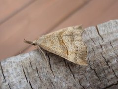 Neslenebbfly (Hypena proboscidalis)