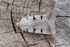 Autumnal Rustic (Eugnorisma glareosa)