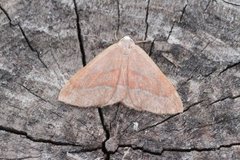 Barred Red (Hylaea fasciaria)