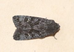 Black Rustic (Aporophyla nigra)