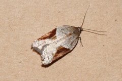 Buskflatvikler (Acleris laterana)