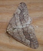 Dotted Border (Agriopis marginaria)