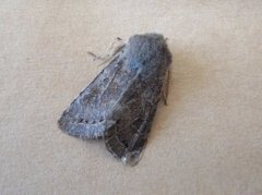 Lead-coloured Drab (Orthosia populeti)