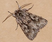 Early Grey (Xylocampa areola)