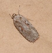 Agonopterix ocellana