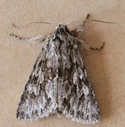 Early Grey (Xylocampa areola)