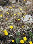 Hestehov (Tussilago farfara)